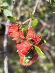 Andricus crystallinus