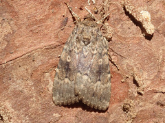 Amphipyra berbera