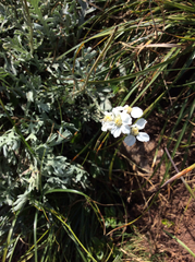 Achillea clavennae