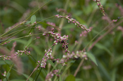 Persicaria mitis