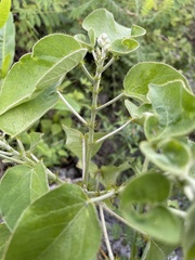 Croton ciliatoglandulifer