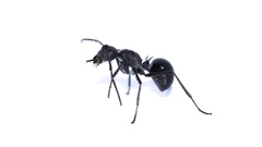 Polyrhachis gagates