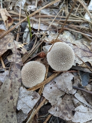 Lycoperdon echinatum