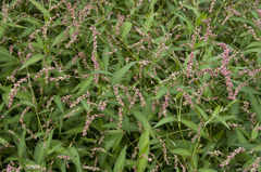 Persicaria mitis