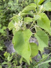 Croton ciliatoglandulifer