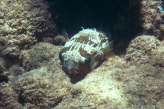 Diodon holocanthus