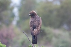 Hieraaetus wahlbergi