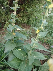 Verbascum phlomoides