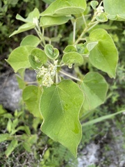 Croton ciliatoglandulifer