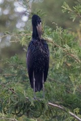 Anastomus lamelligerus