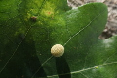 Acraspis quercushirta