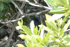 Todiramphus nigrocyaneus