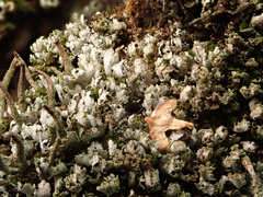 Cladonia ochrochlora