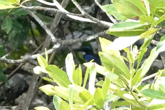 Todiramphus nigrocyaneus