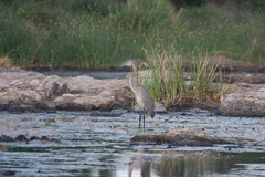 Ardea goliath