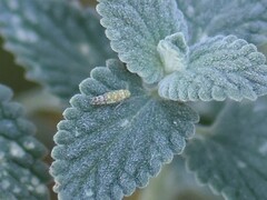 Eupteryx decemnotata