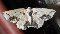 Isochromodes granula