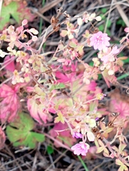 Geranium molle