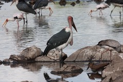 Leptoptilos crumenifer