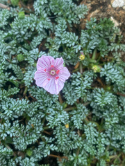 Erodium