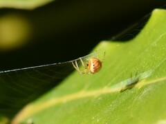 Araniella