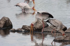 Mycteria ibis