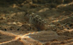 Salaria pavo