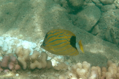 Chaetodon fremblii