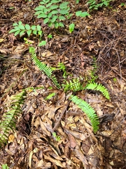 Asplenium platyneuron