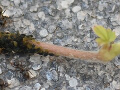 Aphis fabae