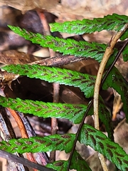 Asplenium platyneuron