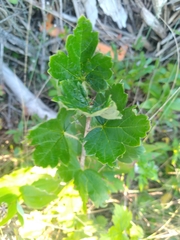 Ribes hirtellum