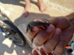 Podarcis melisellensis