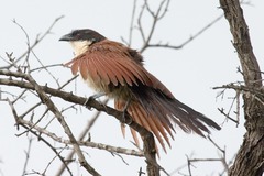 Centropus superciliosus burchellii