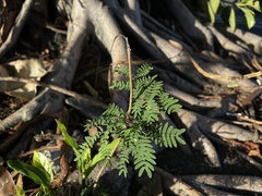 Leucaena leucocephala