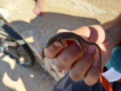 Podarcis melisellensis