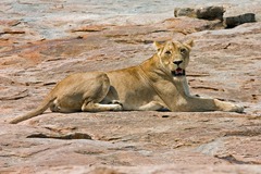 Panthera leo melanochaita