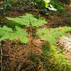 Pteridium aquilinum latiusculum
