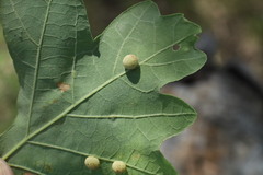 Acraspis quercushirta