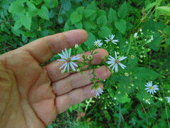 Symphyotrichum drummondii