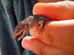 Podarcis melisellensis