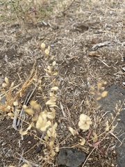 Lepidium perfoliatum