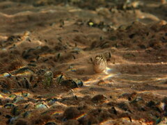 Salaria pavo