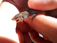 Podarcis melisellensis