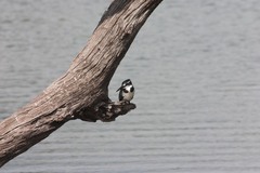 Ceryle rudis rudis