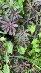 Euphorbia amygdaloides
