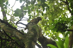Amazona guildingii
