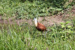 Actophilornis africanus
