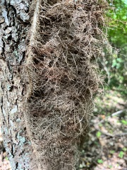 Usnea rubicunda