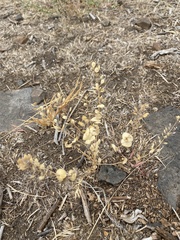 Lepidium perfoliatum